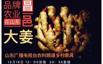 昌邑大姜今日最新价格及市场走势分析